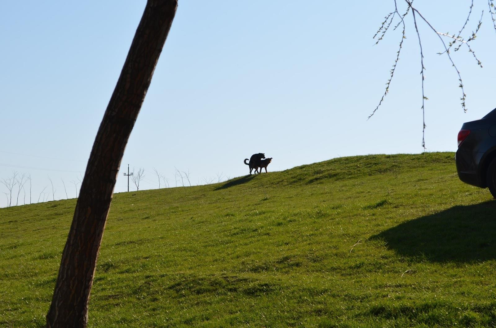 Teslui 2014 - 3 - image11111111111111.jpg